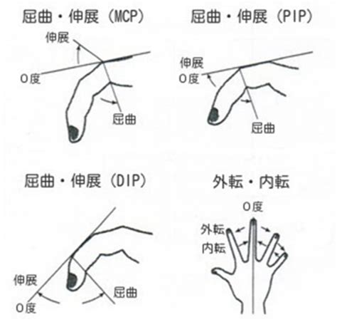 指 節|【手首・手・手指関節】運動方向（作用とROM）【。